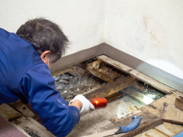 Trusted Obetz, OH Mold Removal Experts
