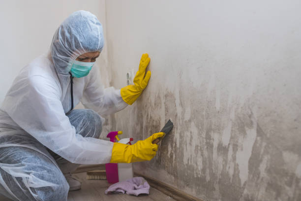 Best Residential Mold Removal  in Obetz, OH