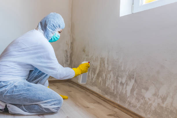 Attic Mold Removal in Obetz, OH