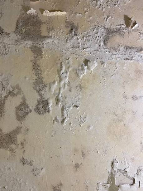 Best Attic Mold Removal  in Obetz, OH